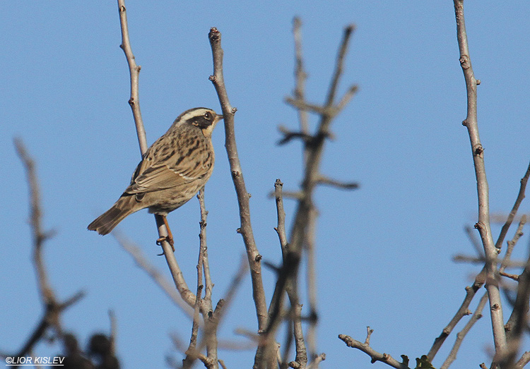    Accentor   Prunella ocularis,  mt Bar-on ,Golan heights ,December 2011 Lior Kislev